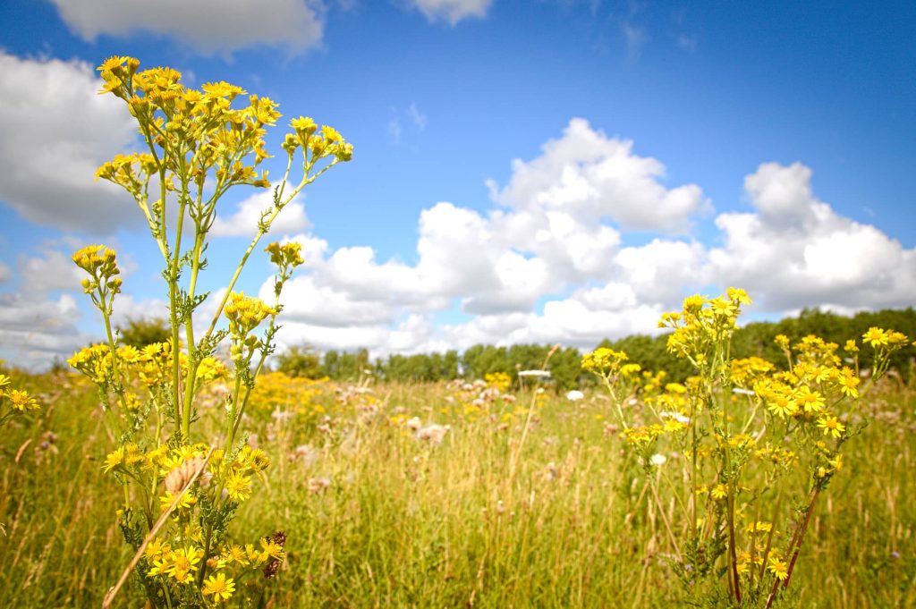 psycholoog voor jong volwassenen die zowel vanuit de praktijk in Sneek werkt als vanuit de rustgevende natuur zoals bijvoorbeeld het Rasterhofpark in Sneek