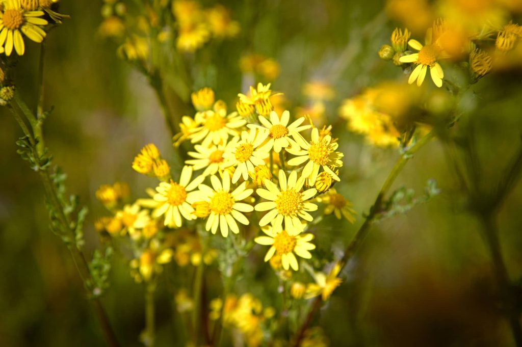 psycholoog voor tieners die zowel in de praktijk als in de rustgevende natuur werkt.