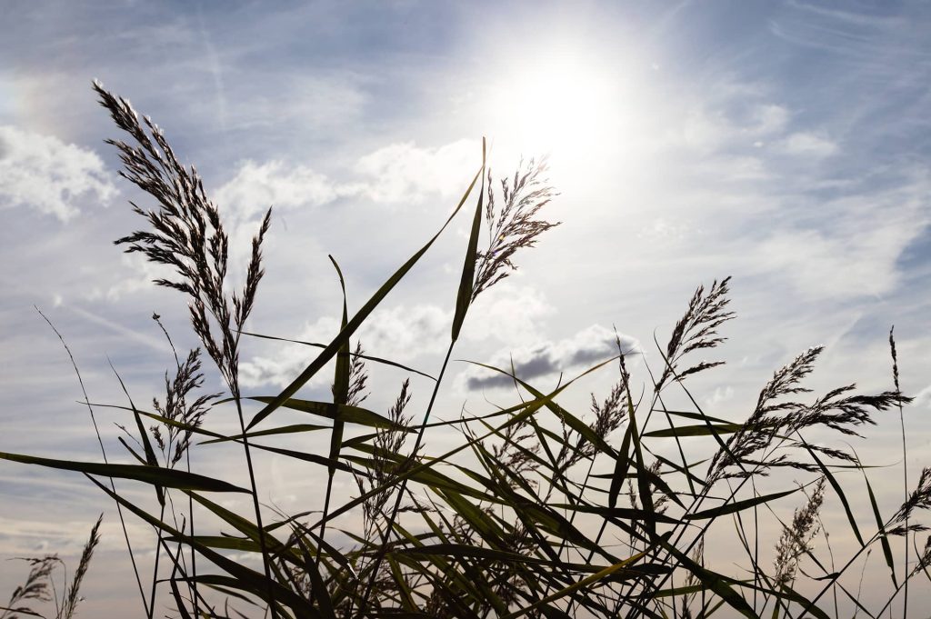 psycholoog voor volwassenen die werkt uit de praktijkruimte in Sneek en in de natuur